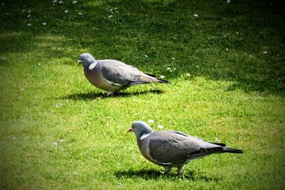 Stop Pigeons In Garden