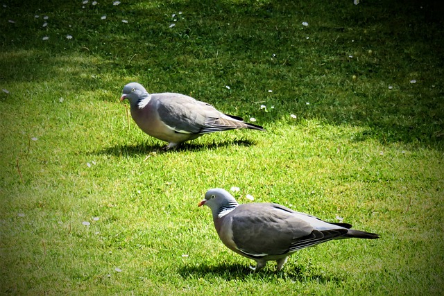 Stop Pigeons In Garden