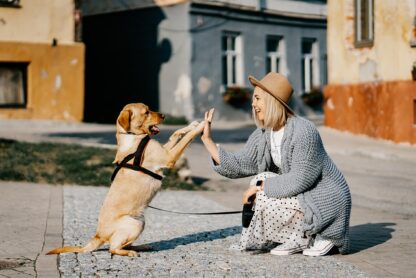 Your Dog Is Super Happy